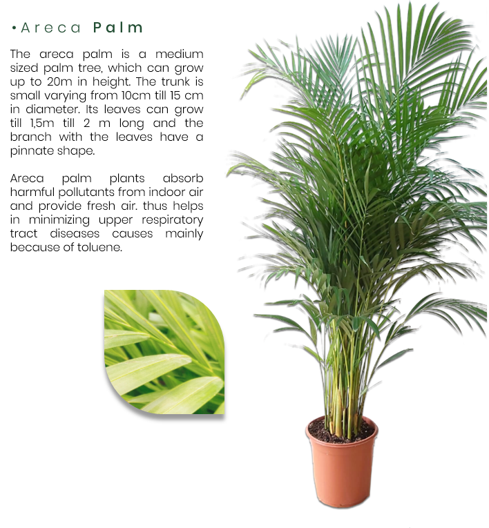 Areca-Palm.png