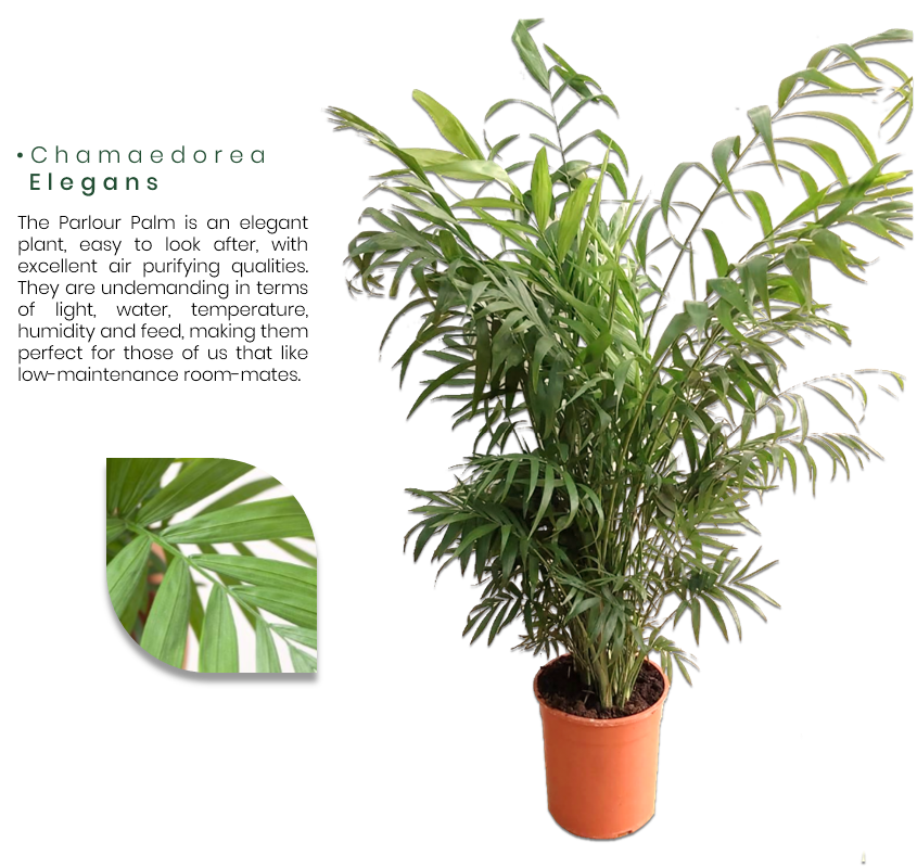 Chamaedorea-Elegans.png