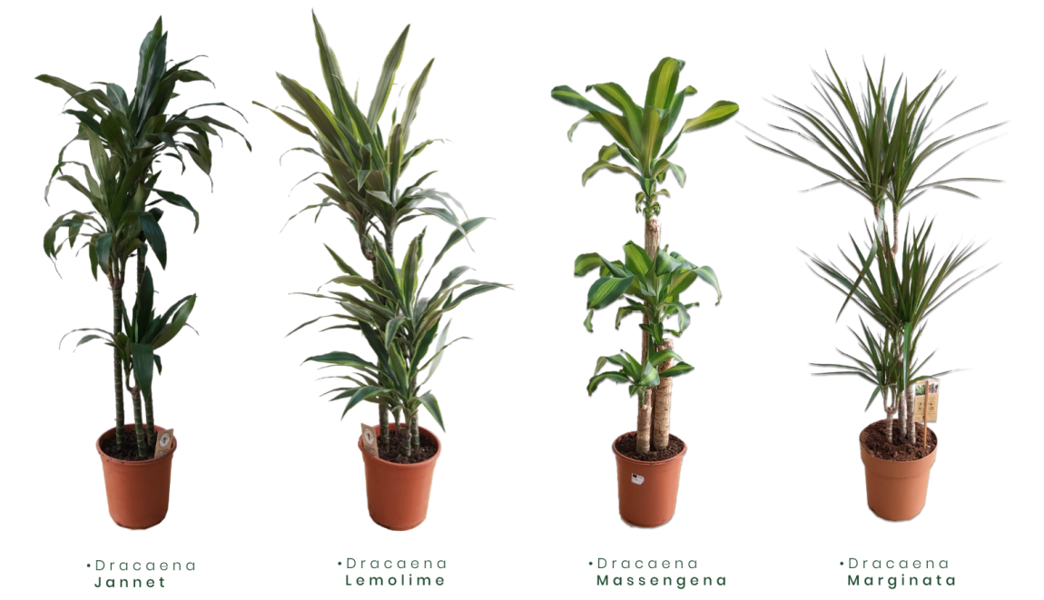 Dracaena.png