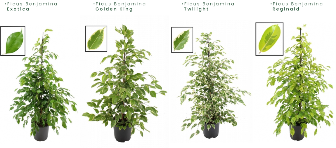 Ficus-Benjamina-1.png