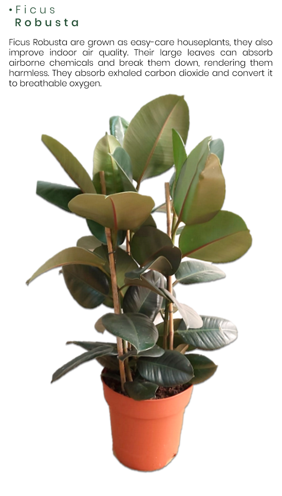 Ficus-Robusta.png