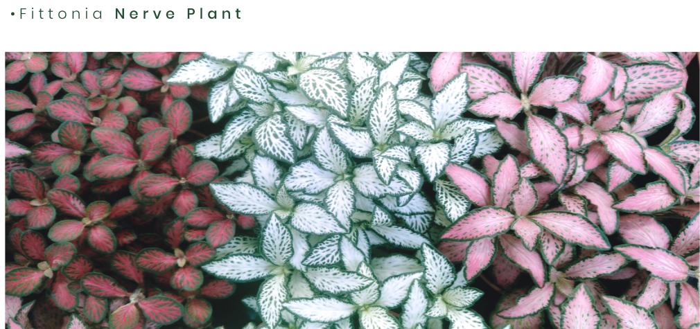 Fittonia.png