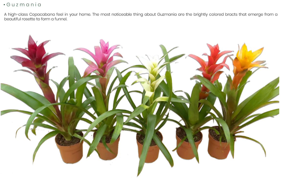 Guzmania.png