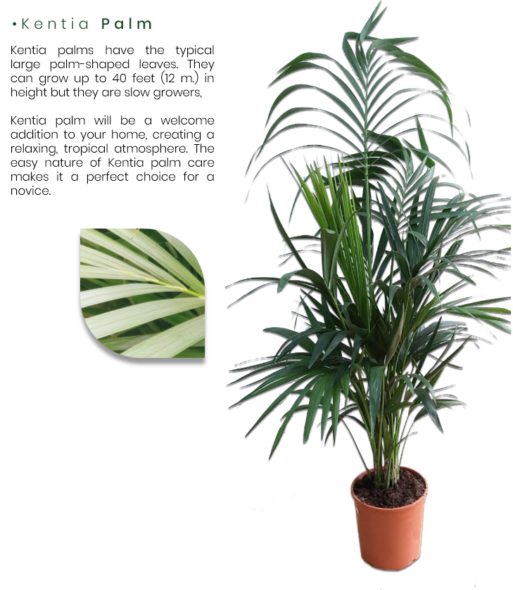 Kentia.png