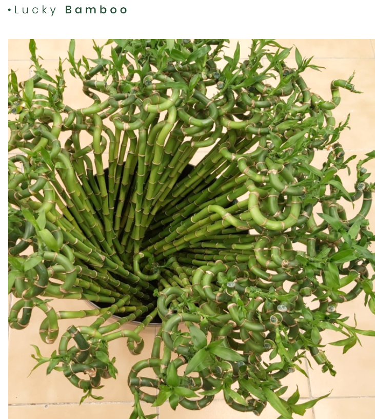 Lucky-Bamboo.png
