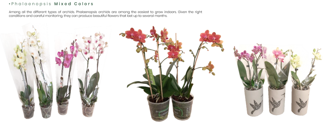 Phalaenopsis-Mixed-Colors.png