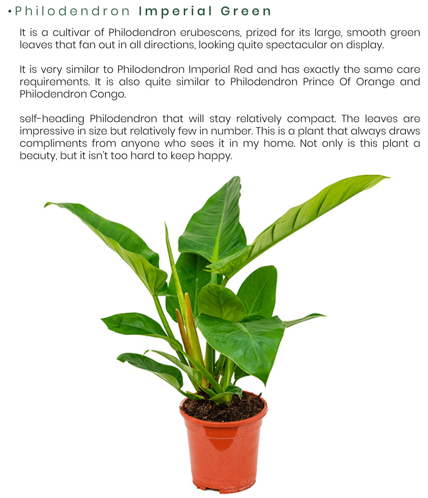 Philodendron-Imperial-Green.png