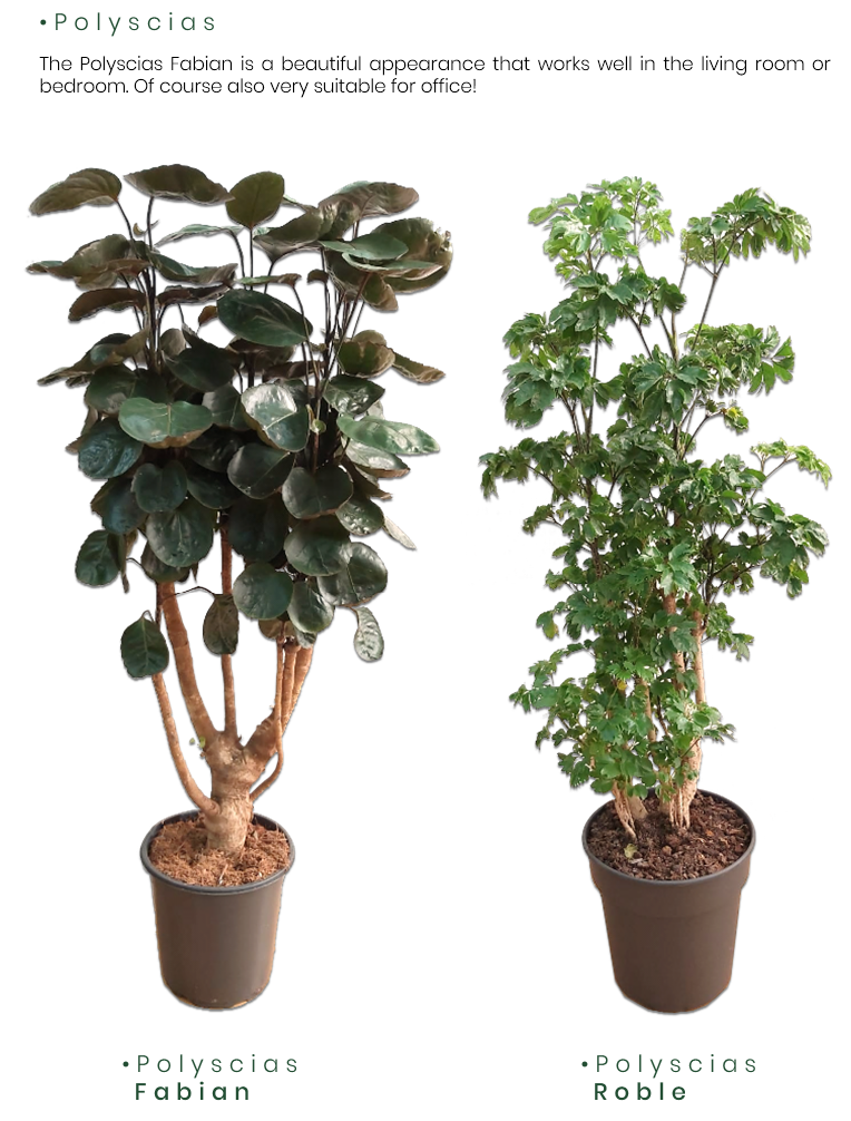 Polyscias.png