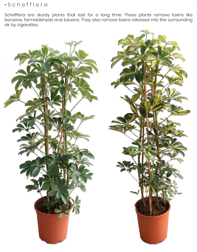 Schefflera.png