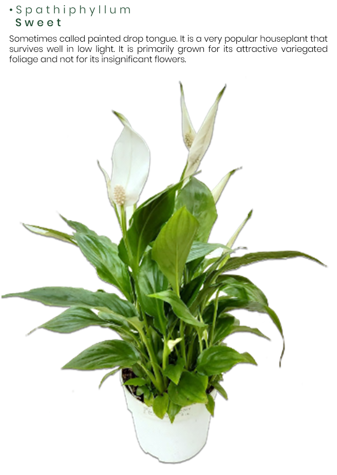 Spathiphyllum-Sweet.png