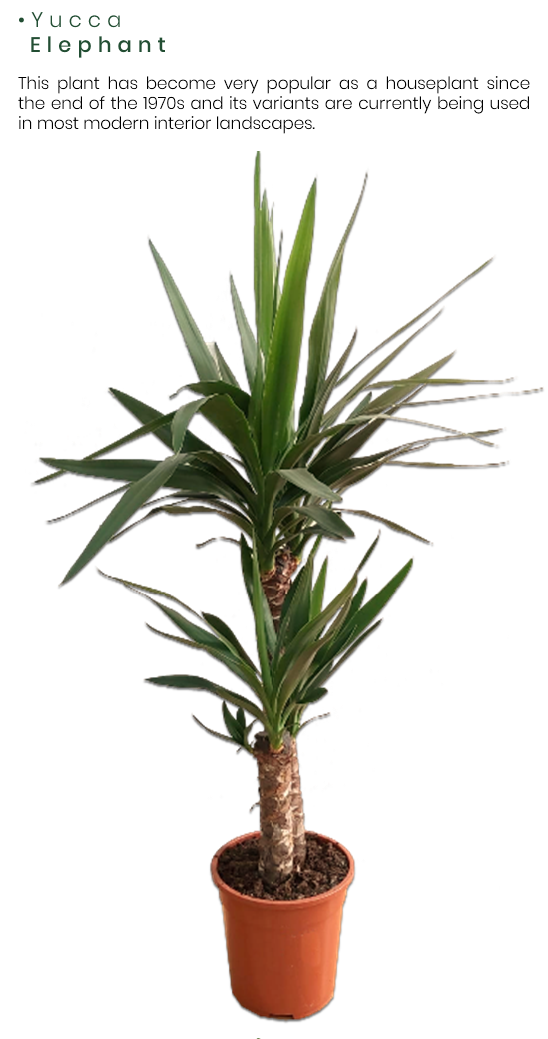 Yucca-Elephant.png