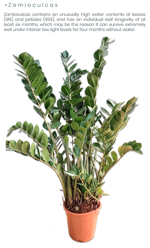 Zamioculcas.png